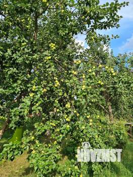 Дом 30м², 1-этажный, участок 11 сот.