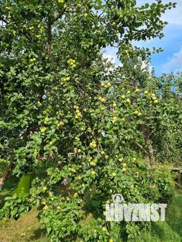 Дом 30м², 1-этажный, участок 11 сот.