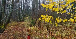 Дом 60м&sup2;, 1-этажный, участок 4 сот.  