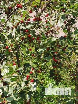 2-к квартира, на длительный срок, 50м2, 2/9 этаж