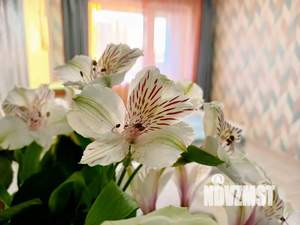 Студия квартира, посуточно, 26м2, 8/12 этаж